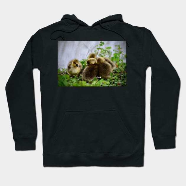 Chick Siblings / Swiss Artwork Photography Hoodie by RaphaelWolf